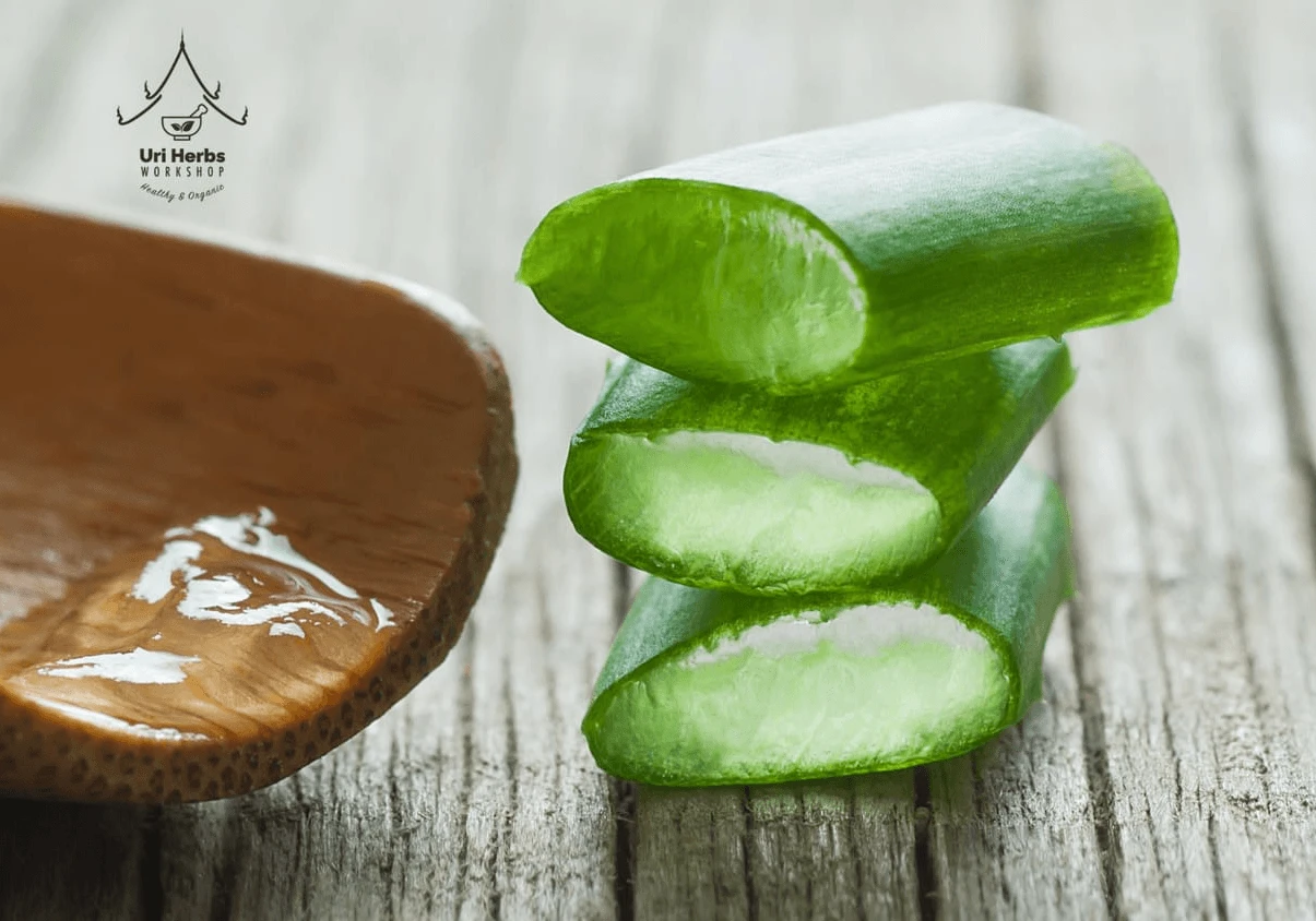 Aloe Vera: Southeast Asia's Botanical Gold – A Guide from a Herbal Expert